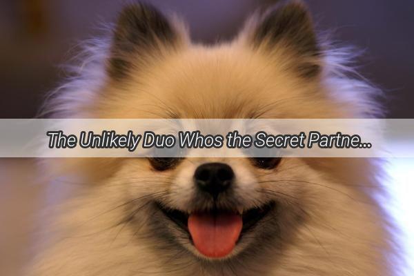  The Unlikely Duo Whos the Secret Partner Behind the Cutest Canine Couples Success